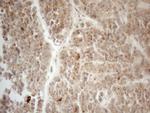 VIP Antibody in Immunohistochemistry (Paraffin) (IHC (P))