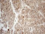 VIP Antibody in Immunohistochemistry (Paraffin) (IHC (P))