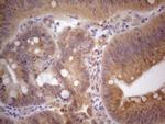 VIP Antibody in Immunohistochemistry (Paraffin) (IHC (P))