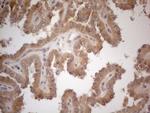 VIP Antibody in Immunohistochemistry (Paraffin) (IHC (P))