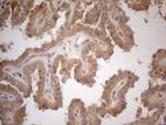 VIP Antibody in Immunohistochemistry (Paraffin) (IHC (P))