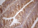 VIP Antibody in Immunohistochemistry (Paraffin) (IHC (P))