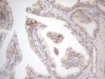 VIP Antibody in Immunohistochemistry (Paraffin) (IHC (P))
