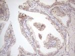 VIP Antibody in Immunohistochemistry (Paraffin) (IHC (P))