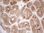 VIP Antibody in Immunohistochemistry (Paraffin) (IHC (P))
