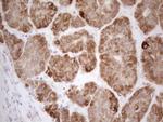 VIP Antibody in Immunohistochemistry (Paraffin) (IHC (P))