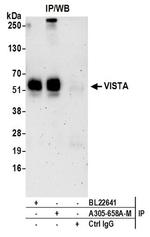 VISTA Antibody in Immunoprecipitation (IP)