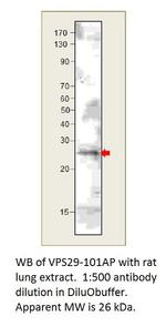 VPS29 Polyclonal Antibody