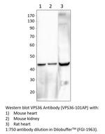 VPS36 Polyclonal Antibody
