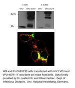 Viral Protein U Polyclonal Antibody