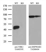 VRK1 Antibody in Western Blot (WB)