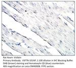 Visfatin Polyclonal Antibody
