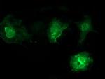 VSIG2 Antibody in Immunocytochemistry (ICC/IF)