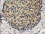 VSIG2 Antibody in Immunohistochemistry (Paraffin) (IHC (P))