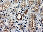VSIG2 Antibody in Immunohistochemistry (Paraffin) (IHC (P))