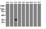 VSIG2 Antibody in Western Blot (WB)