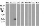 VSIG2 Antibody in Western Blot (WB)