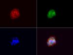VSNL1 Antibody in Immunocytochemistry (ICC/IF)