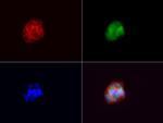 VSNL1 Antibody in Immunocytochemistry (ICC/IF)
