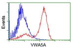 VWA5A Antibody in Flow Cytometry (Flow)