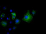 VWA5A Antibody in Immunocytochemistry (ICC/IF)