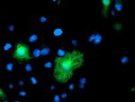 VWA5A Antibody in Immunocytochemistry (ICC/IF)