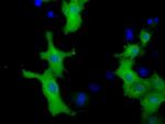 VWA5A Antibody in Immunocytochemistry (ICC/IF)