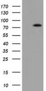 VWA5A Antibody in Western Blot (WB)