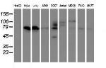 VWA5A Antibody in Western Blot (WB)