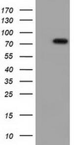 VWA5A Antibody in Western Blot (WB)