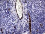 VWF Antibody in Immunohistochemistry (Paraffin) (IHC (P))