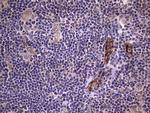 VWF Antibody in Immunohistochemistry (Paraffin) (IHC (P))