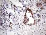 VWF Antibody in Immunohistochemistry (Paraffin) (IHC (P))