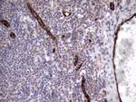VWF Antibody in Immunohistochemistry (Paraffin) (IHC (P))