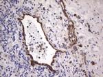 VWF Antibody in Immunohistochemistry (Paraffin) (IHC (P))