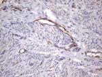 VWF Antibody in Immunohistochemistry (Paraffin) (IHC (P))