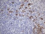 VWF Antibody in Immunohistochemistry (Paraffin) (IHC (P))