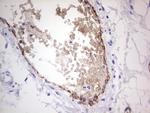 VWF Antibody in Immunohistochemistry (Paraffin) (IHC (P))