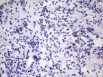 VWF Antibody in Immunohistochemistry (Paraffin) (IHC (P))