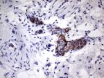 VWF Antibody in Immunohistochemistry (Paraffin) (IHC (P))