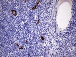 VWF Antibody in Immunohistochemistry (Paraffin) (IHC (P))