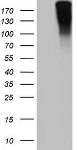 VWF Antibody in Western Blot (WB)