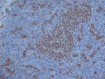 VIP Antibody in Immunohistochemistry (Paraffin) (IHC (P))