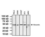 Vimentin Antibody in Western Blot (WB)