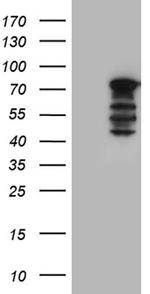 WASL Antibody in Western Blot (WB)