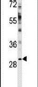 WBP2 Antibody in Western Blot (WB)
