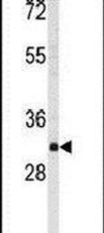 WBP2 Antibody in Western Blot (WB)