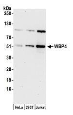 WBP4 Antibody in Western Blot (WB)