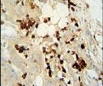 WDR21C Antibody in Immunohistochemistry (IHC)