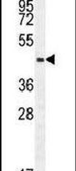 WDR21C Antibody in Western Blot (WB)